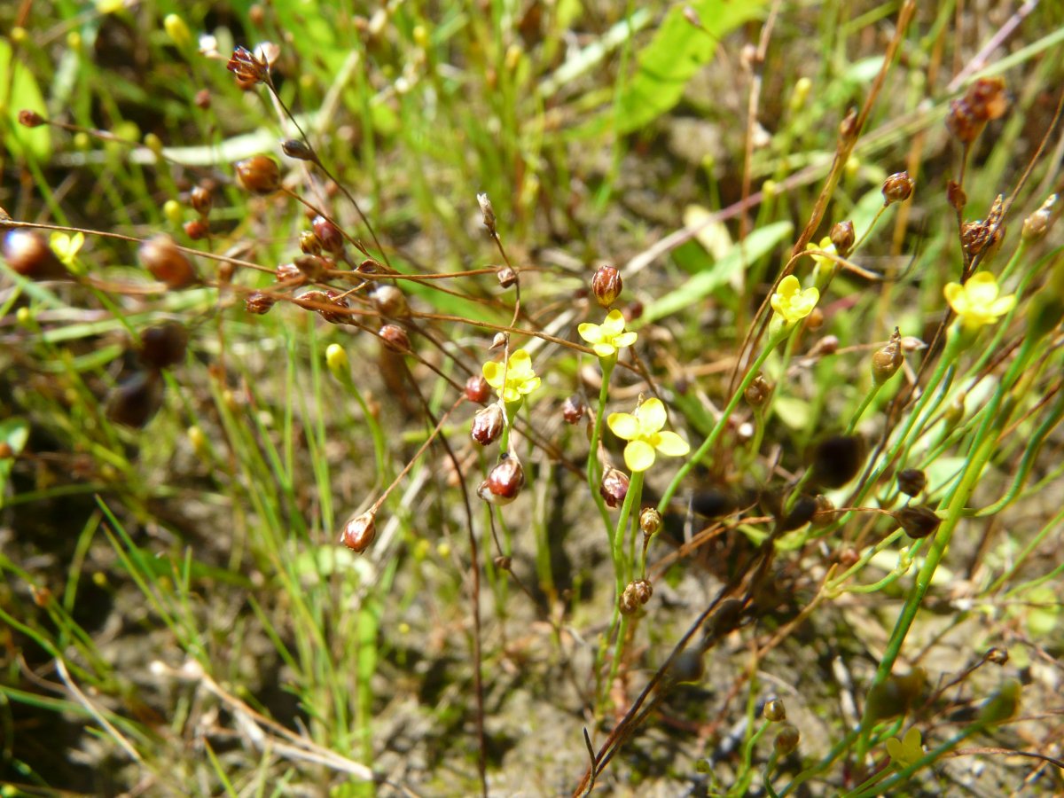 Fadenenzian und Sandbinse