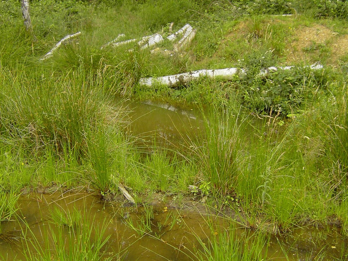 Laichgewässer im Meroder Wald