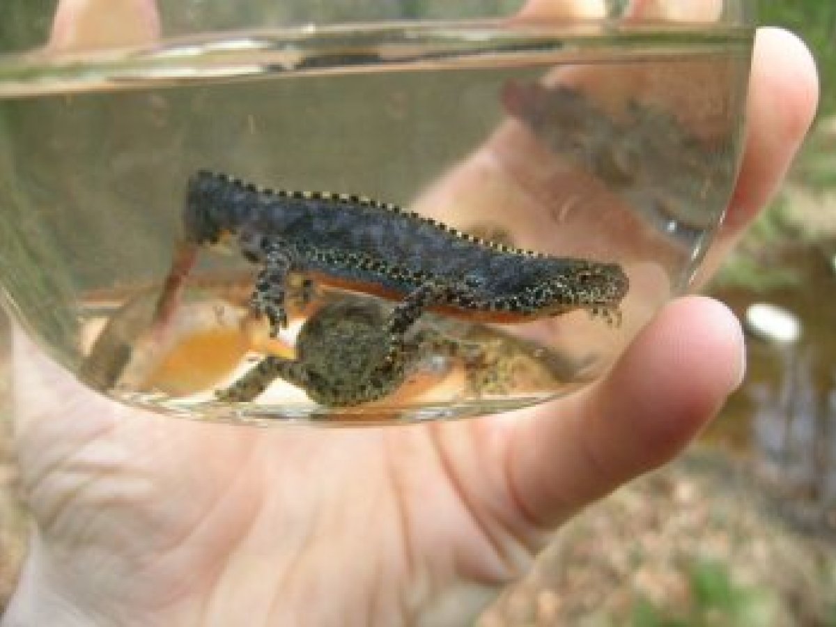 Berg- und Fadenmolche aus einem Biberteich
