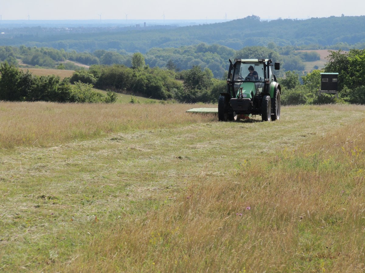 Für die arbeitsintensive Bewirtschaftung auf ertragsarmen Standorten in Steillage steht den Landwirten eine finanzielle Unterstützung über das Kulturlandschaftsprogramm (Vertragsnaturschutz) zur Verfügung.