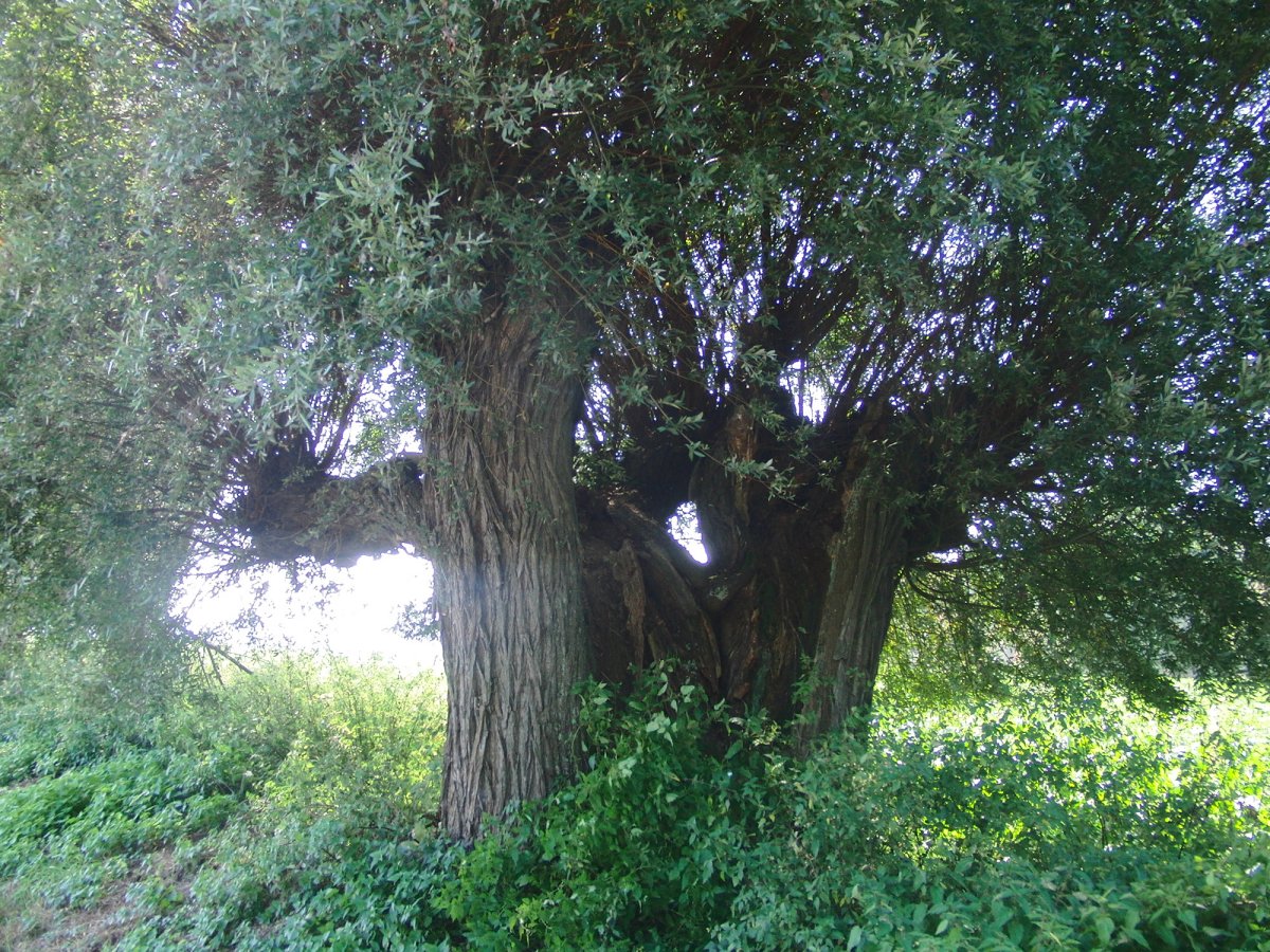Alte, aufgebrochene Kopfweide in Körrenzig
