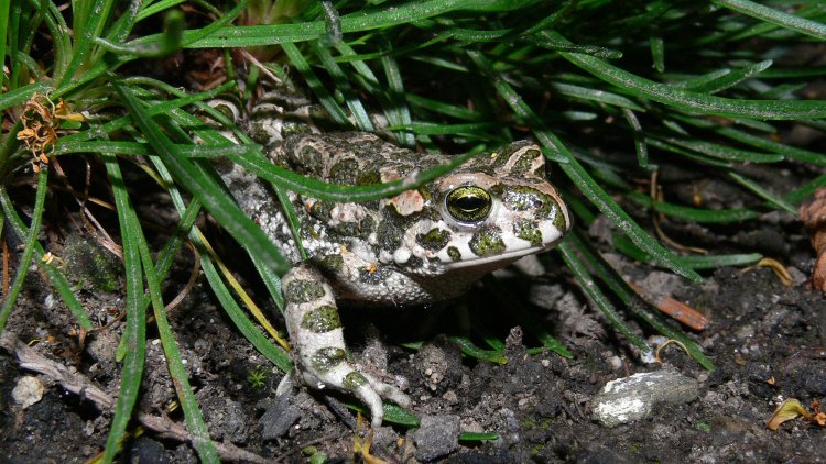 Wechselkröte, hier ein Weibchen. Sie sind bunter gefärbt als die Männchen