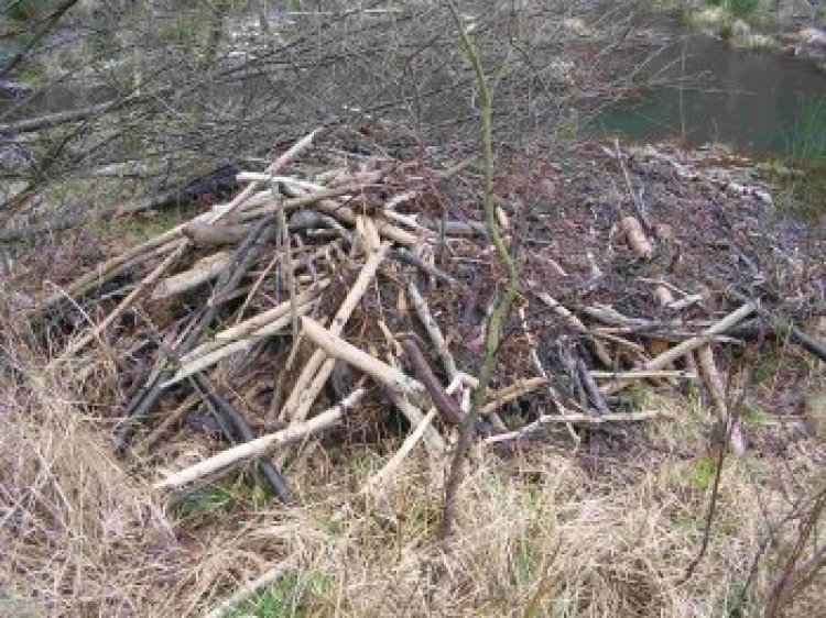 Biberburgen sind in der Eifel bisher eine Seltenheit