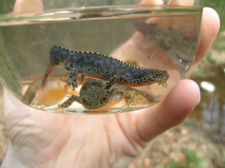 Bergmolche: Profiteure der Biber