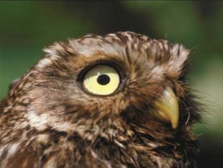 Der Steinkauz, Bewohner alter Obstwiesen und -weiden