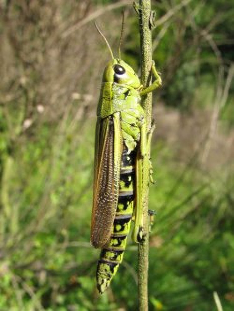 Sumpfschrecke: Eine Seltenheit der Biberlichtungen