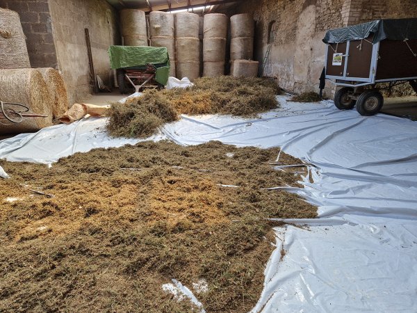 Das gewonnene Saatgut wird anfangs, also während der Testphase, in der Scheune zum Trocknen ausgebreitet. Später werden dazu Trocknungswagen verwendet.