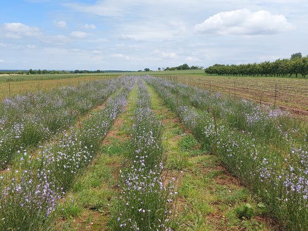 Bei empfindlichen Kulturen ist die Einzäunung gegen Wildfraß erforderlich (hier die Kultur der Rapunzel-Glockenblume)
