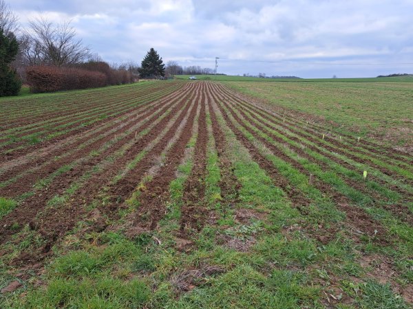 Mechanische Minimierung des Unkrautdrucks mit Hilfe der Reihenfräse (hier Kultur des Echten Labkrauts)