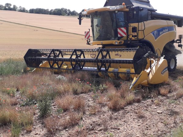 Im Wildpflanzenanbau sind oft spezielle Erntetechniken erforderlich. Manche Arten (wie hier der Klatschmohn) lassen sich aber mit ein paar Tricks und Fingerspitzengefühl auch mit gängigen Maschinen beernten.