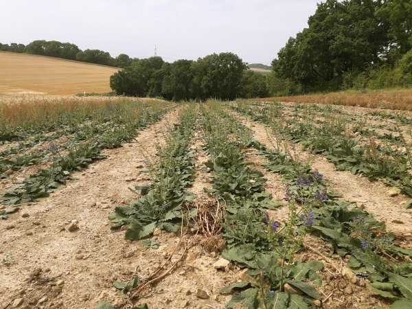 Das Saatgut der Wiesenpflanzen (hier im Bild der Wiesen-Salbei) wird in der Pilotphase des Projekts von Landwirten zunächst auf Kleinflächen von etwa 1.000 bis 3.000 m2 ausgebracht. Später soll der Anbau auf größeren Schlägen von einem bis mehreren Hektar stattfinden.
