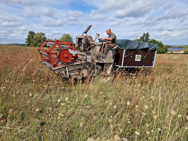 Im Wildpflanzenanbau sind oft spezielle Erntetechniken erforderlich - hier die Ernte mit eigens selbst umgebautem Schneidlader. Die Maschinen können reihum an die im Wildpflanzenbau tätigen Landwirte ausgeliehen werden.