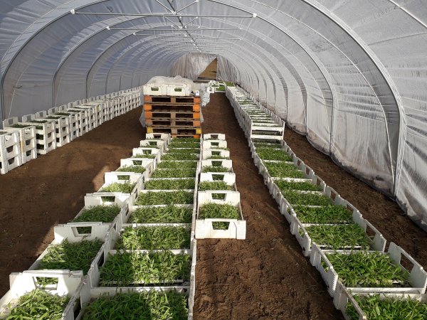 Bei konkurrenzschwachen Arten oder Frostkeimern muss zuerst eine Vorzucht durchgeführt werden. Dies kann die Biologische Station aufgrund der Projektförderung in den ersten Jahren für die Landwirte übernehmen.